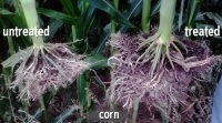 Corn_July-17.jpg