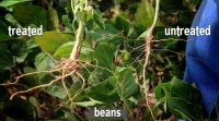 beans_july-17.jpg