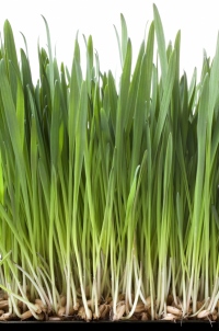 grass-1-1.jpg