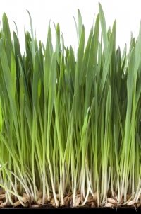 grass-1.jpg